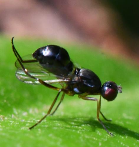 Nemopoda nitidula